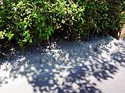 東北地方太平洋沖地震による清新町の液状化現象被害の様子<br />(東京都江戸川区清新町 2011年7月9日)