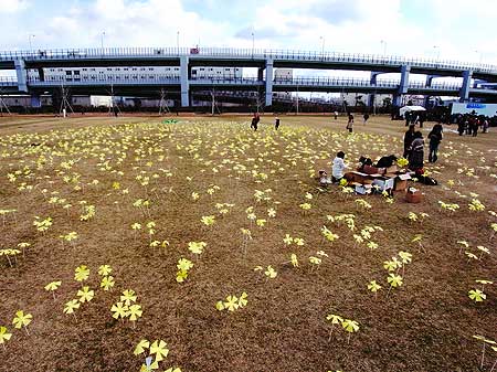 シンサイミライノハナ「1.16みんなの日 元気を未来に」(神戸市中央区・みなとのもり公園[神戸震災復興記念公園] 2011年1月16日)