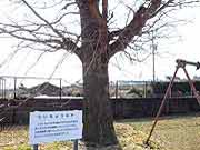 旧大野木場小学校跡。甦ったイチョウの木 2009年1月20日)