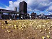 シンサイミライノハナ「1.16みんなの日 元気を未来に」(神戸市中央区・みなとのもり公園[神戸震災復興記念公園] 2011年1月16日)