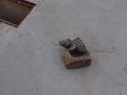 被災した門脇小学校 (宮城県石巻市・門脇小学校 2011年7月21日)