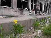 被災した門脇小学校 (宮城県石巻市・門脇小学校 2011年7月22日)